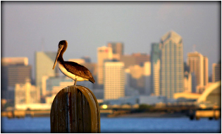 Photo of Pelican in Front of San Diego Skyline